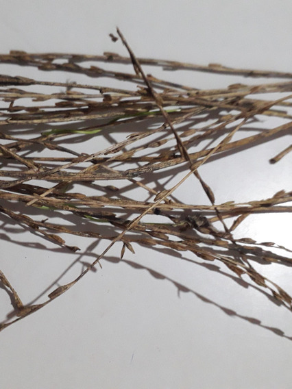 Hierbas Del Oasis KG PIPI 1 Kg