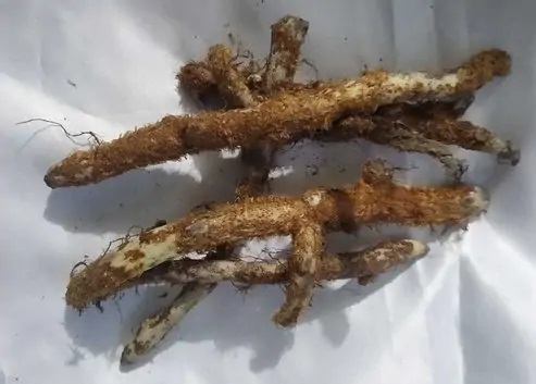 Hierbas Del Oasis KG CALAGUALA 1 Kg