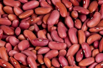 Yin Yang POROTO COLORADO 5 kg